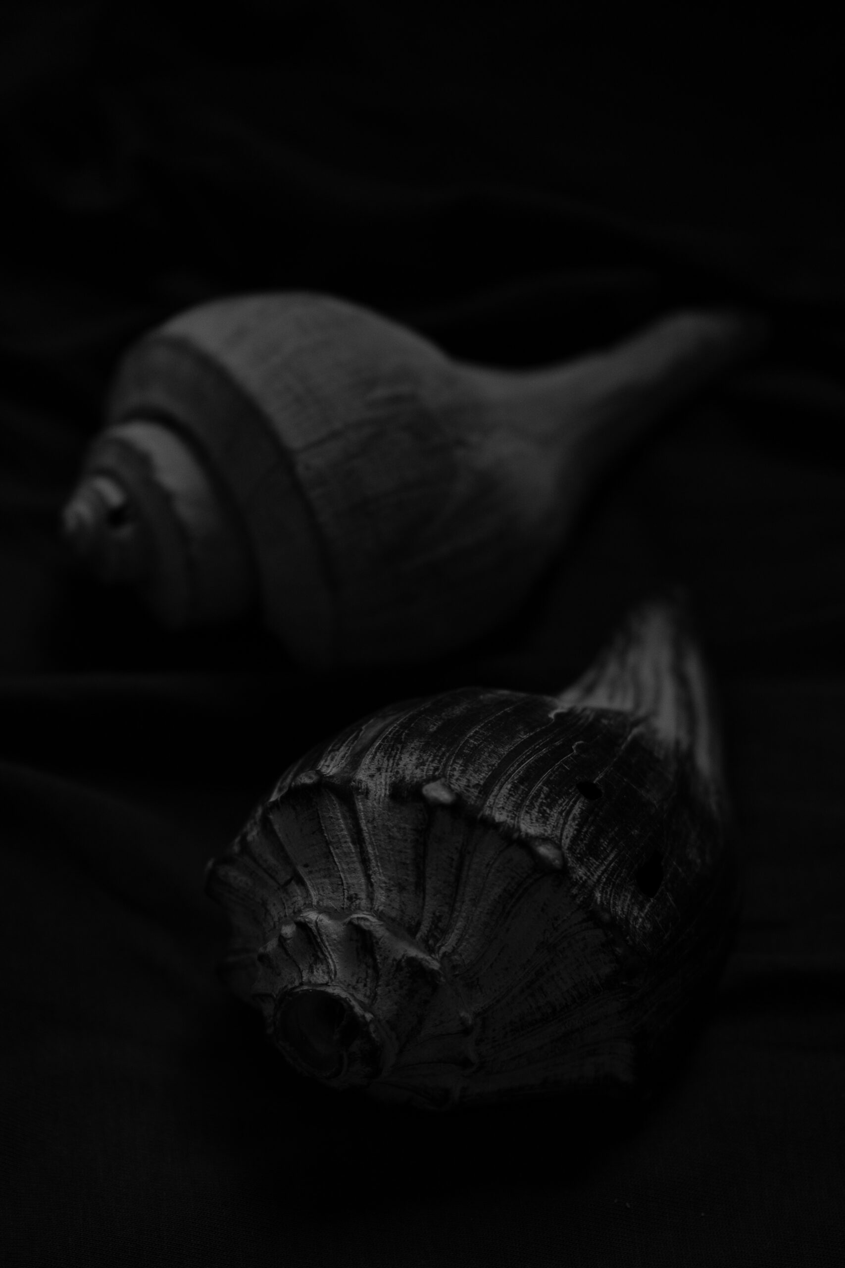 Sea Shells