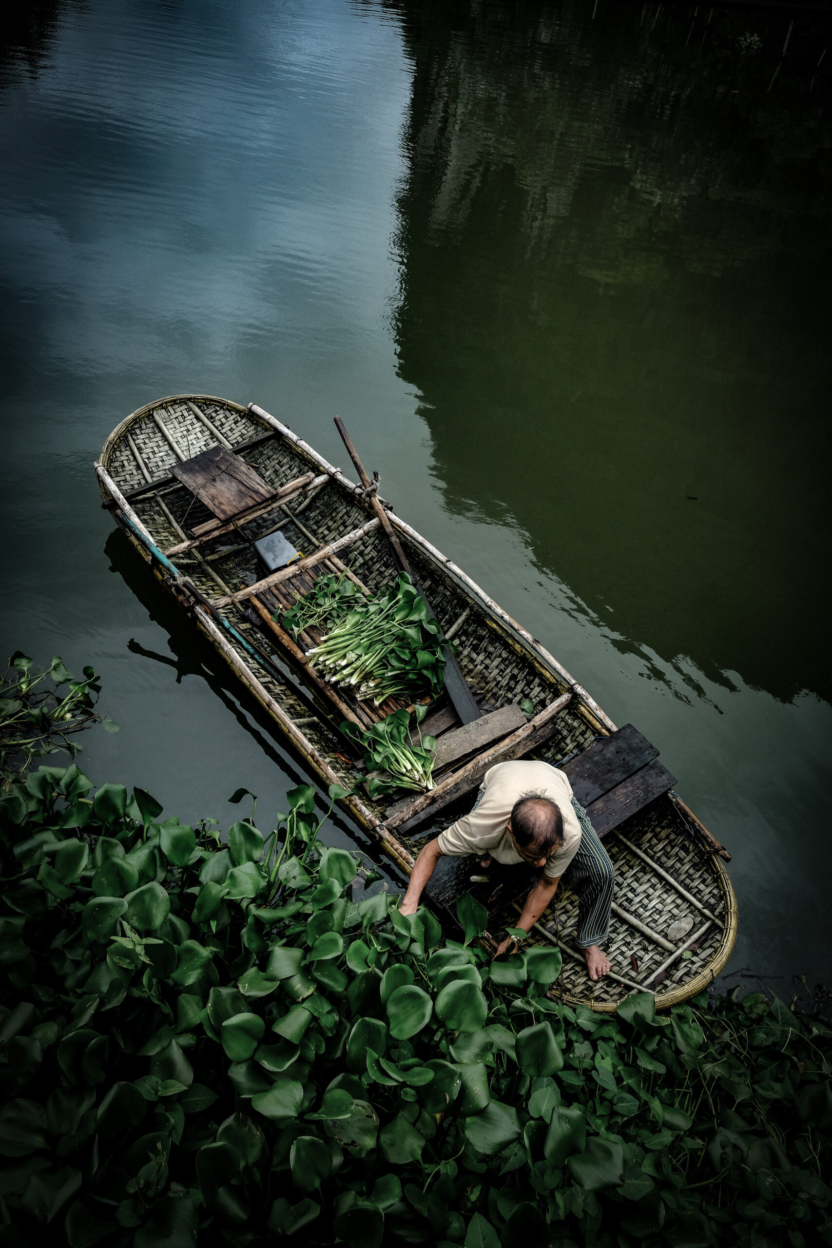 harvesting-water-lilies